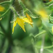 yellow flowers and unripened fruit of a tomato plant