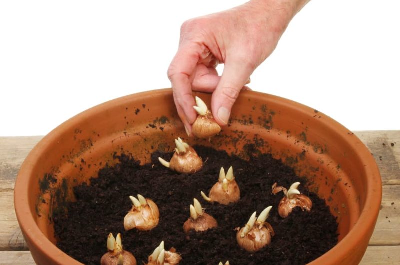 10 Tips For Planting Bulbs In Containers Horticulture.co.uk