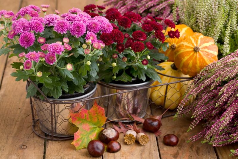 17 Autumn Flowering Bulbs For Late Colour Horticulture.co.uk