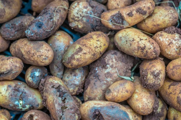 Can You Grow Potatoes From StoreBought Ones? Horticulture