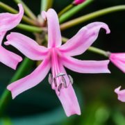 pink nerine flowers in focus