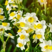 multiple yellow daffodils