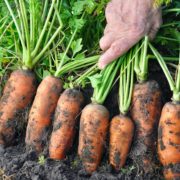 farmer pulling carrots from the soil