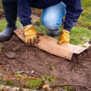 using cardboard on soil in a no dig garden