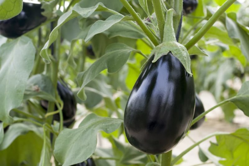 How To Grow Aubergine Plants Horticulture.co.uk
