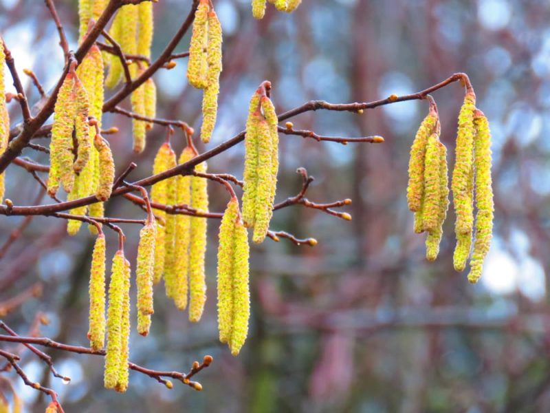 Hazelnut Tree Plant Care & Growing Tips Horticulture.co.uk