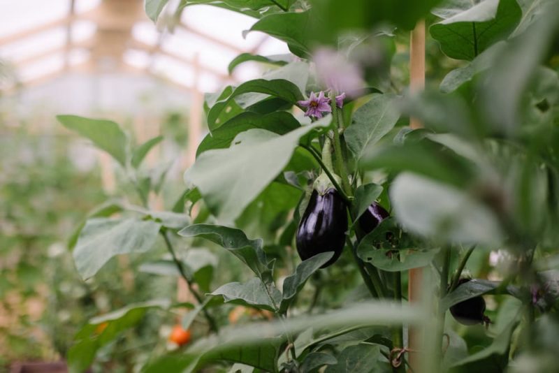 How To Grow Aubergine Plants Horticulture.co.uk