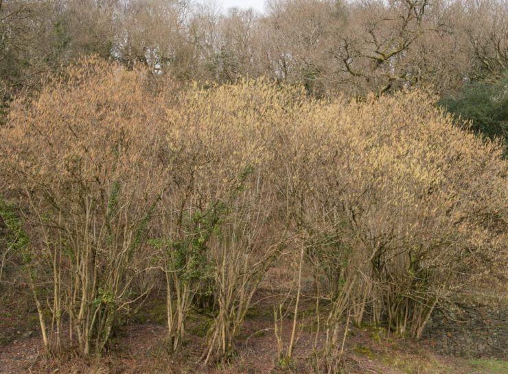 Hazelnut Tree Plant Care & Growing Tips Horticulture.co.uk