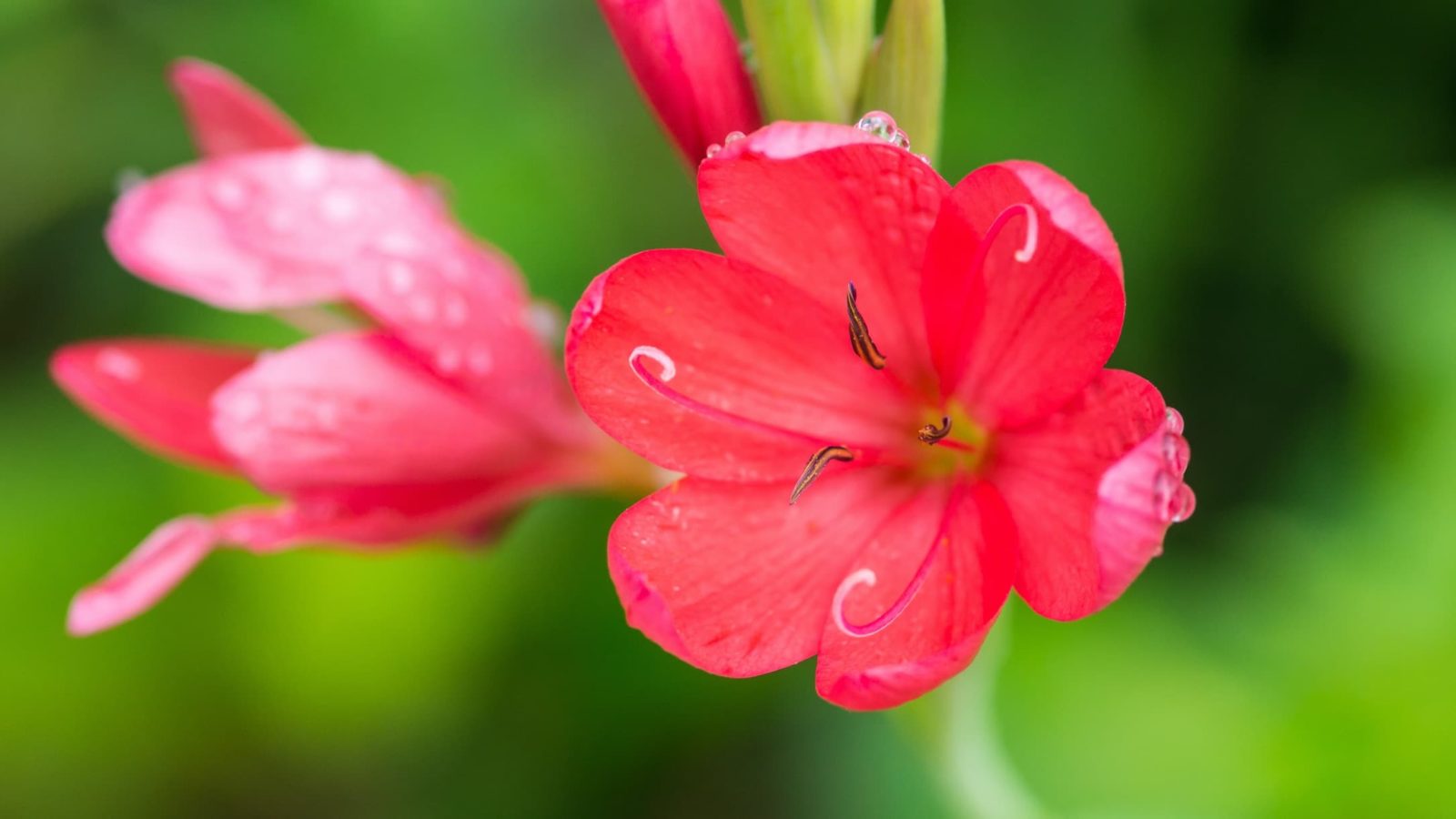river lily blooms in deep pink
