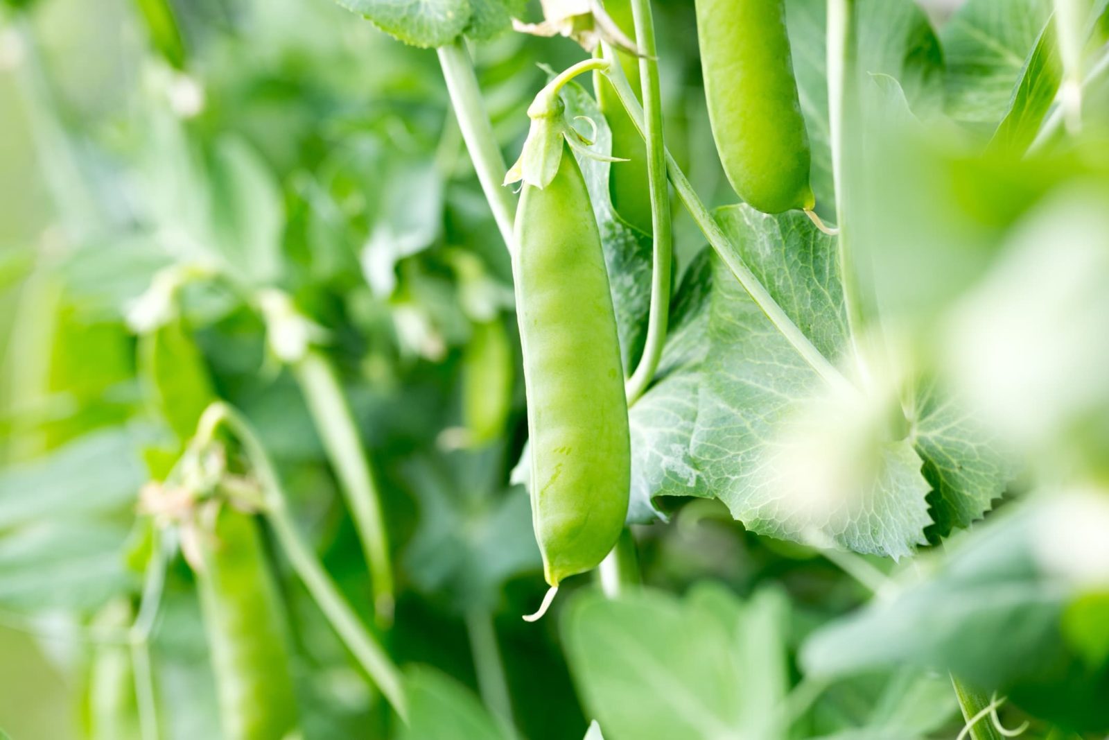 mangetout sugar snap peas growing in the garden