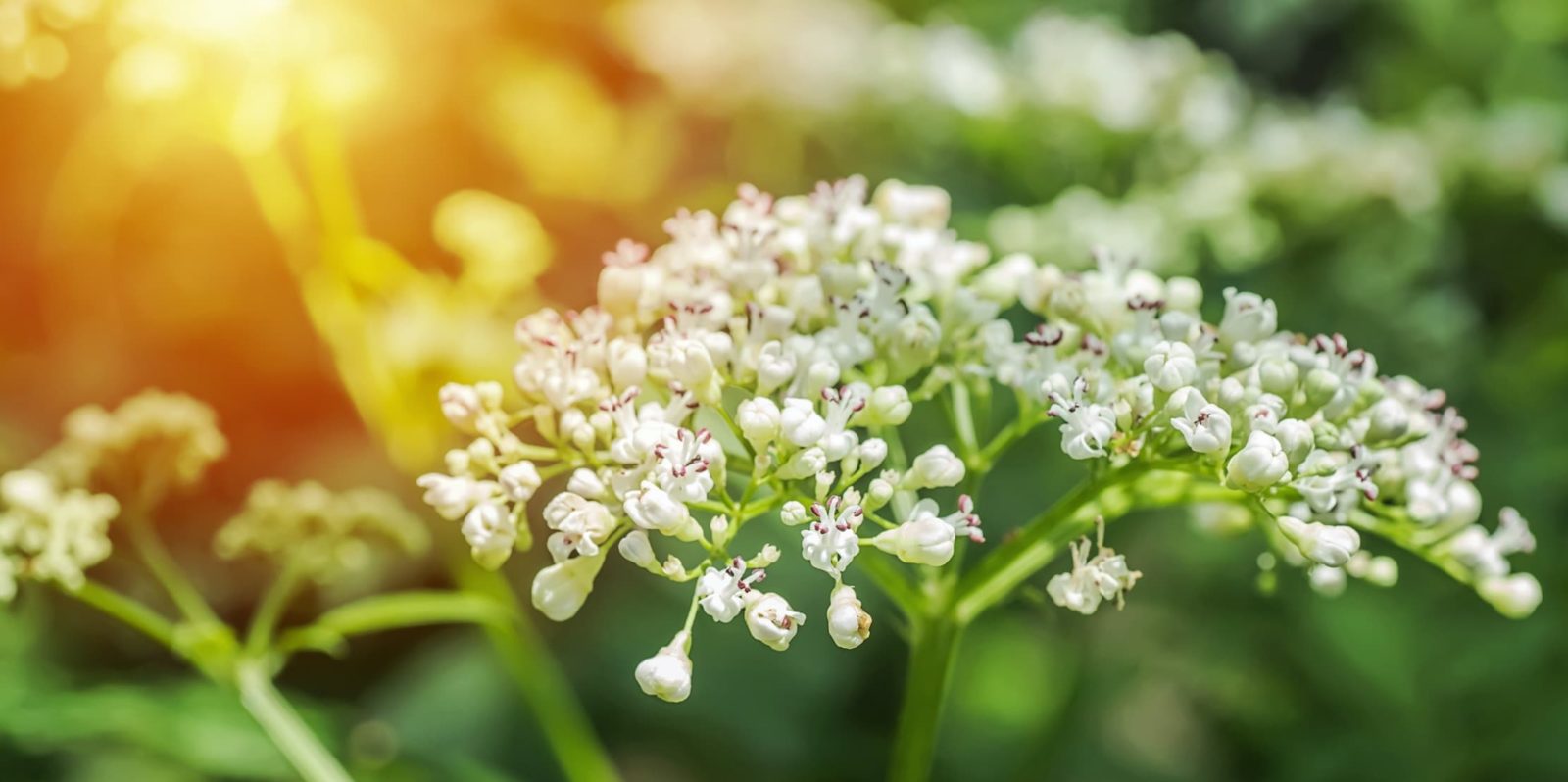 white flowers of Valeriana officinalis growing in a forest