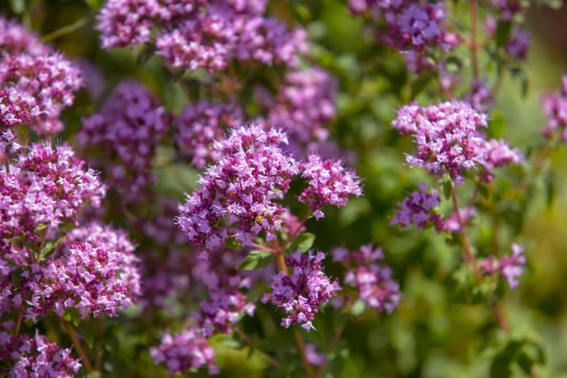 How To Grow & Care For Oregano Horticulture Magazine