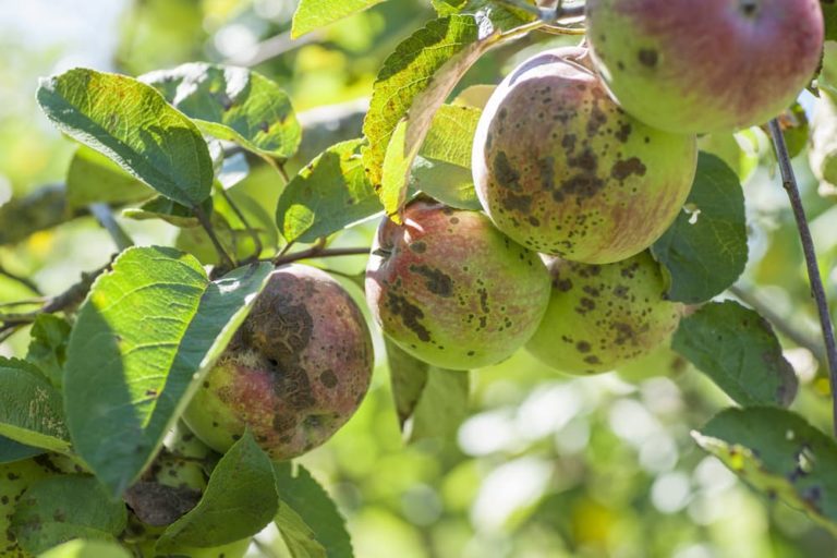 7 Common Apple Tree Problems & Diseases Horticulture.co.uk