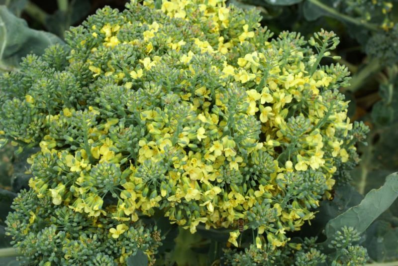 Can You Still Eat Broccoli After Flowering? Horticulture.co.uk