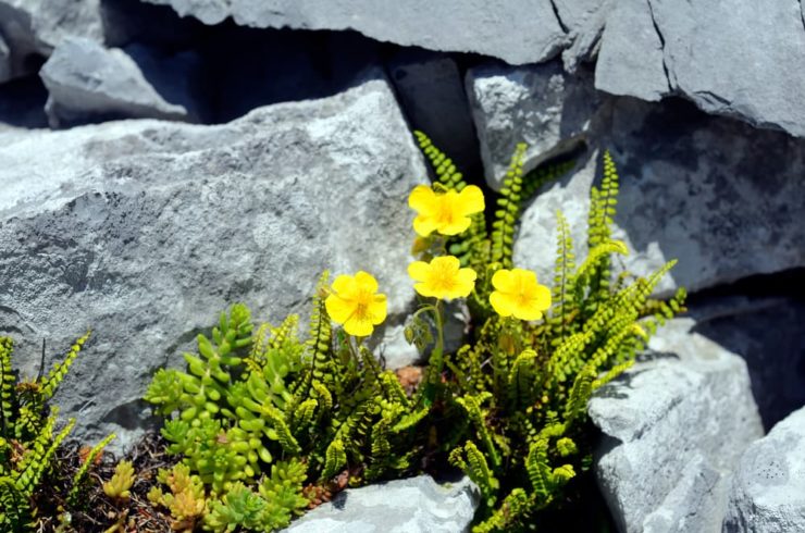 27 Helianthemum 'Rock Rose' Varieties Including Endangered Ones At Risk ...