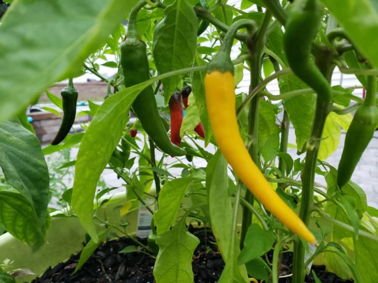How To Grow Cayenne Pepper Plants Horticulture.co.uk