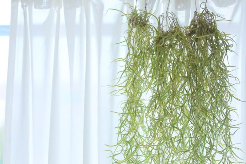 Tillandsia Usneoides 'Spanish Moss' Plant Care Horticulture