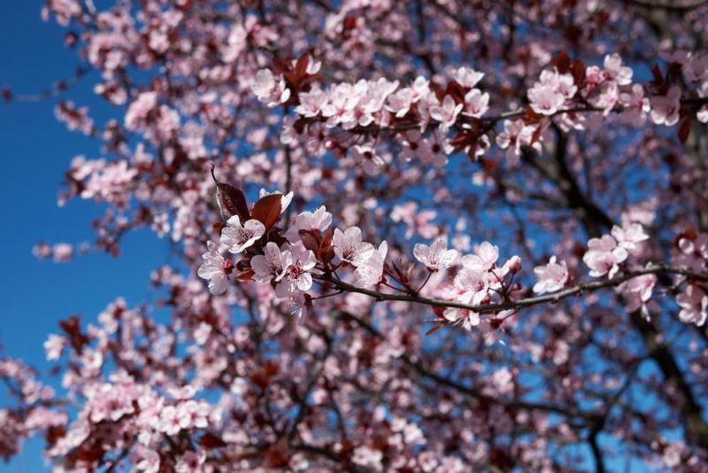 How To Grow A Cherry Blossom 'Sakura' Tree Horticulture