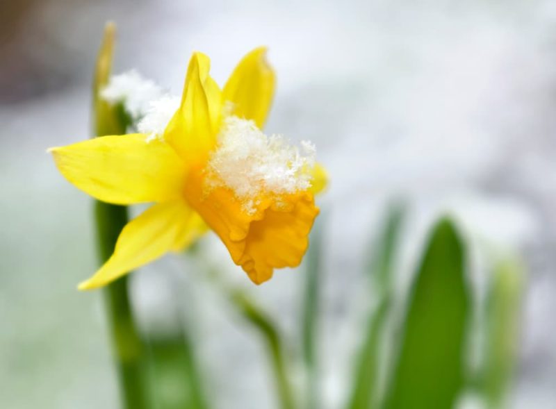 8 Winter Flowering Bulbs (& When To Plant Them) Horticulture