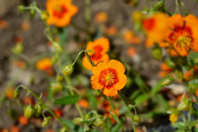 27 Helianthemum 'Rock Rose' Varieties Including Endangered Ones At Risk ...