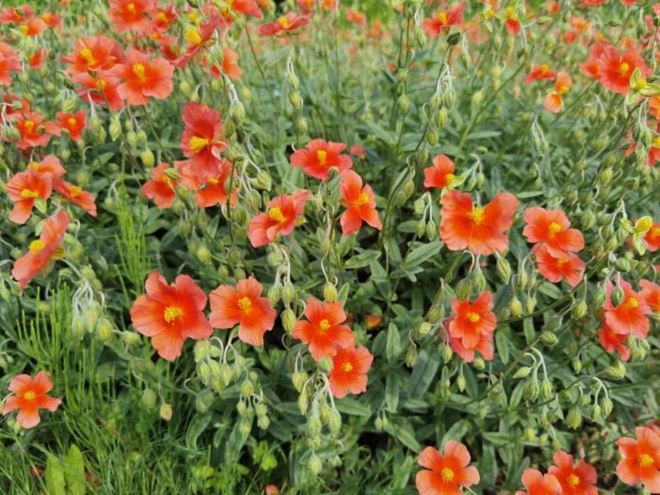 How To Grow Helianthemum 'Rock Rose' Horticulture.co.uk