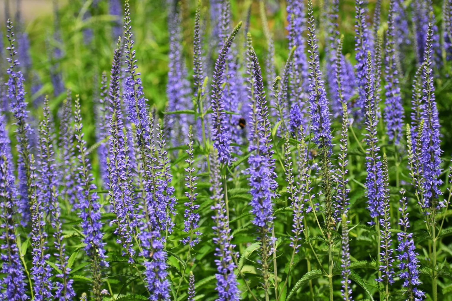 Veronica longifolia ‘Garden Speedwell’ Plant Care Horticulture