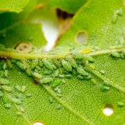 an aphid infestation on the leaf of a plant