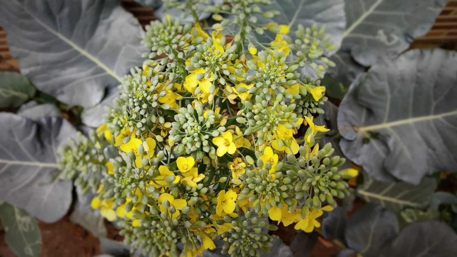 Can You Still Eat Broccoli After Flowering? Horticulture.co.uk
