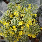 broccoli plant with small yellow flowers