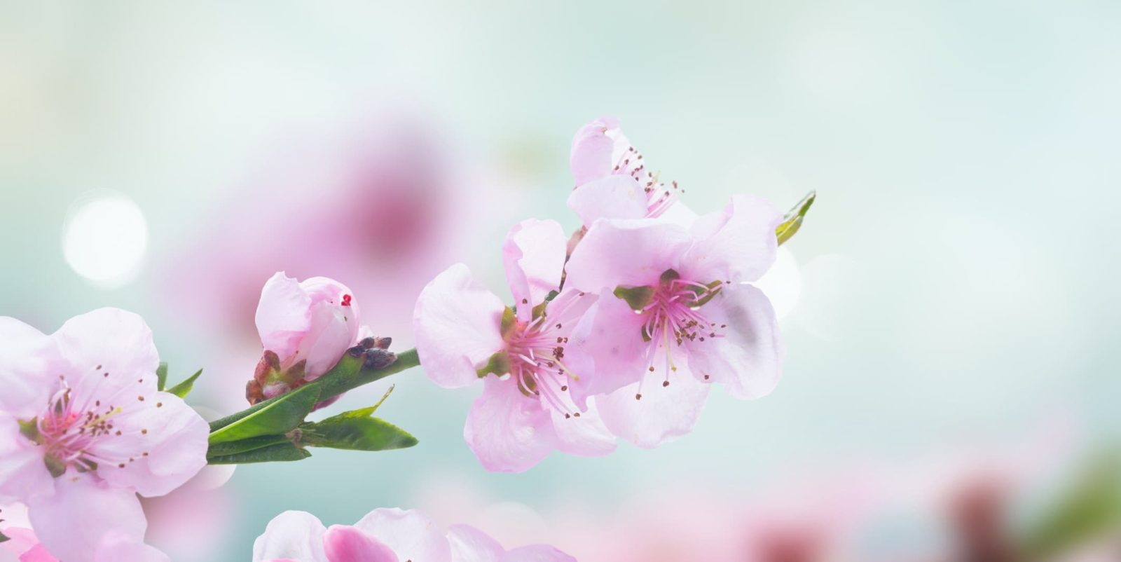 pink cherry blossom flowers up close