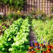 vegetables and herbs growing in an outdoor plot