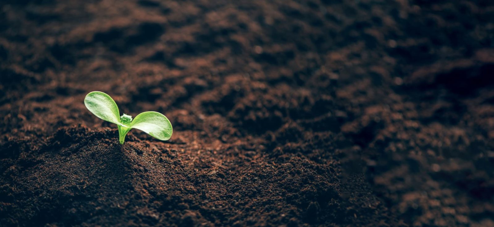 small seedling growing from healthy soil