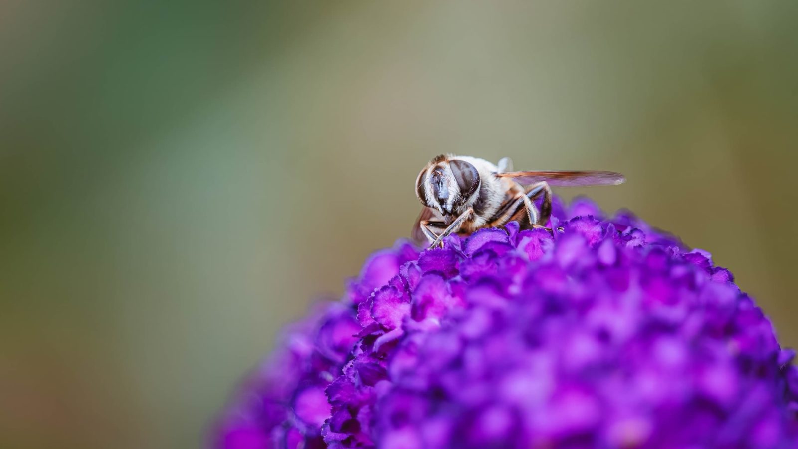 close up of bee sat on purple buddleja