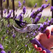 cutting lavender with hand secateurs