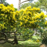 stunning yellow blooming mimosa tree