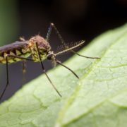 a mosquito sat on the leaf of a plant