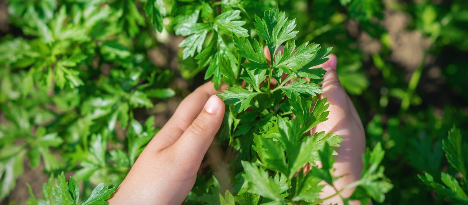 Parsley Herb Plant Care & Growing Tips Horticulture.co.uk