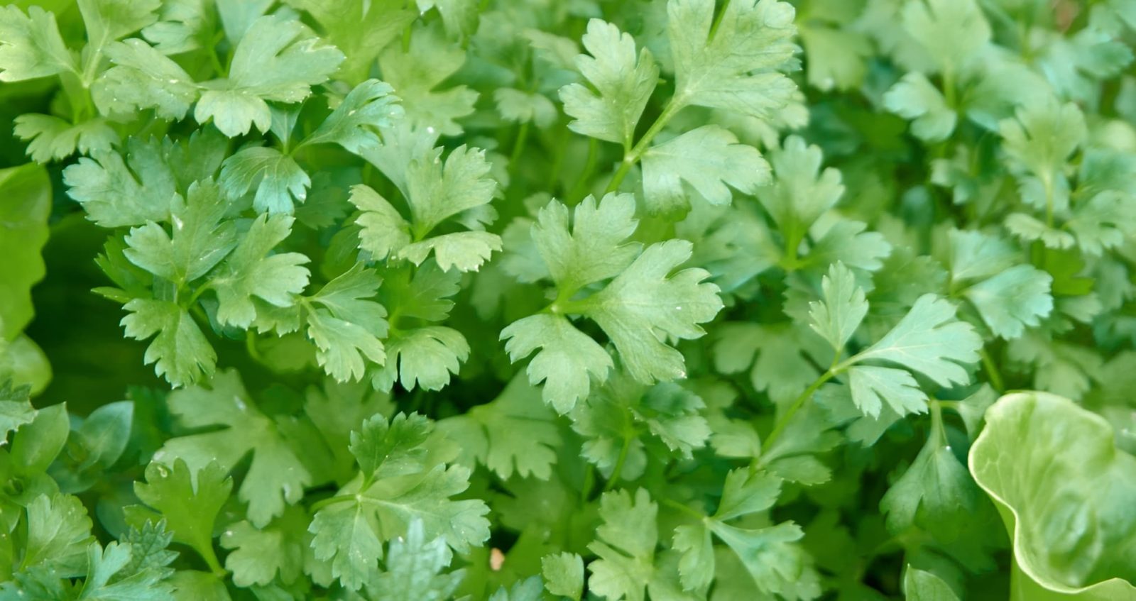 leaves of a healthy parsley plant