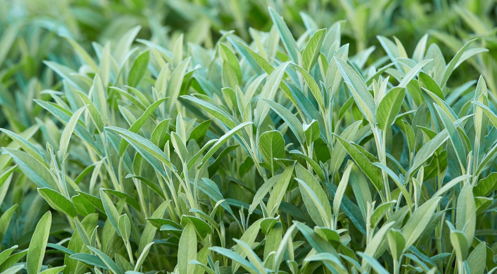 sage shrub in focus
