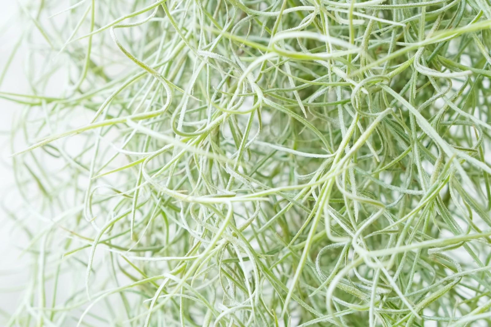spanish moss