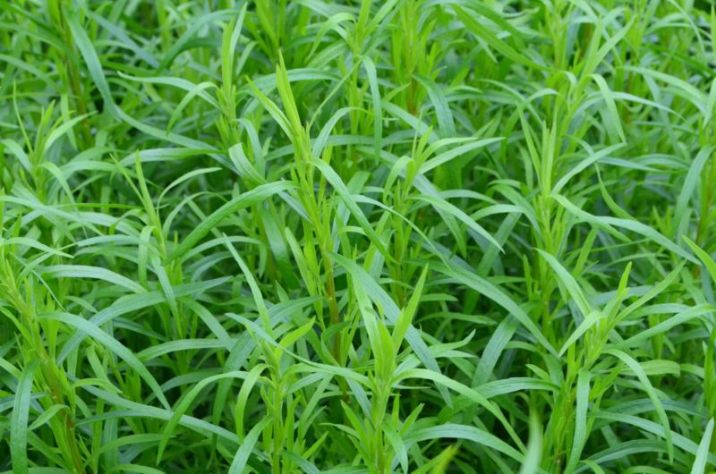 How To Grow Tarragon Plants Horticulture.co.uk