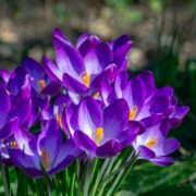 violet crocuses in a late winter garden