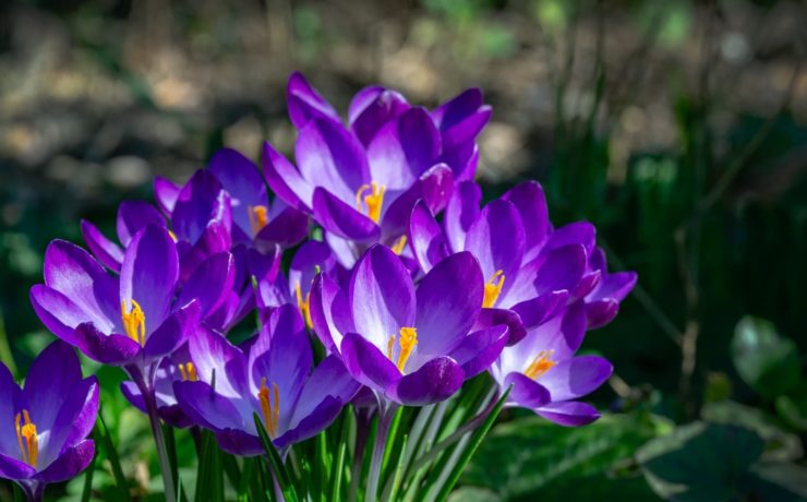 violet crocuses in a late winter garden