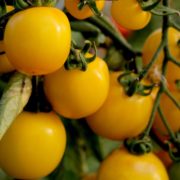 yellow tomatoes on the vine