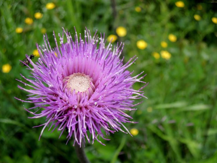 17 Types Of Thistles With Native, Naturalised And Even Edible Options