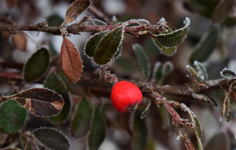 20 Stunning Winter Flowering Plants Horticulture.co.uk
