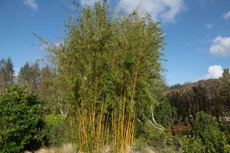 These Are The 10 Fastest Growing Trees According To The Urban Forest