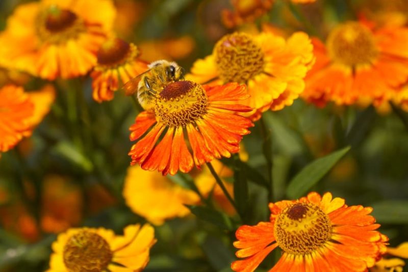 14 Best Flowers, Trees & Herbs For Bees Horticulture.co.uk