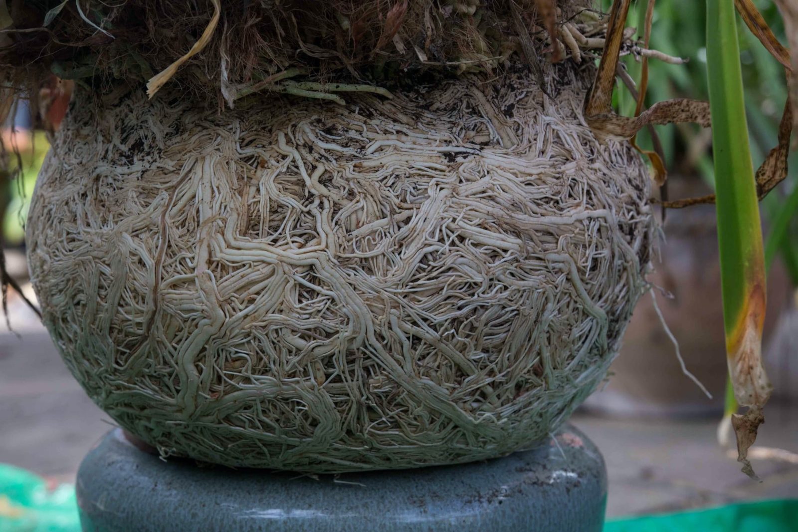 crowded roots of an agapanthus plant
