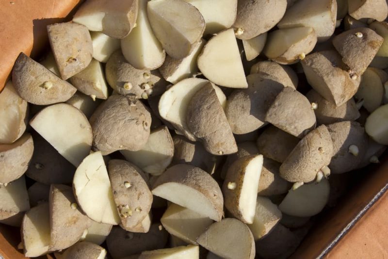 Can You Grow Potatoes From StoreBought Ones? Horticulture